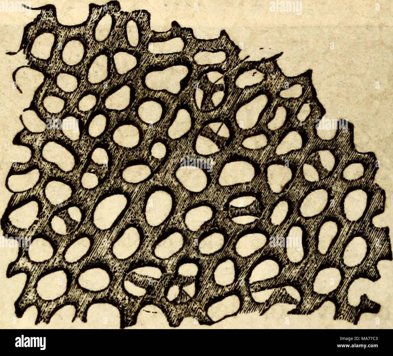 Elementary Anatomy And Physiology For Colleges Academies And Other Schools Microscopic Structure Of The Spine Of Sea Hedge Hog 226 Skeleton Of The Mollusca In All The Three Great Elementary Anatomy And Physiology For Colleges Academies And Other Schools Microscopic Structure Of The Spine Of Sea Hedge Hog 226 Skeleton Of The Mollusca In All The Three Great