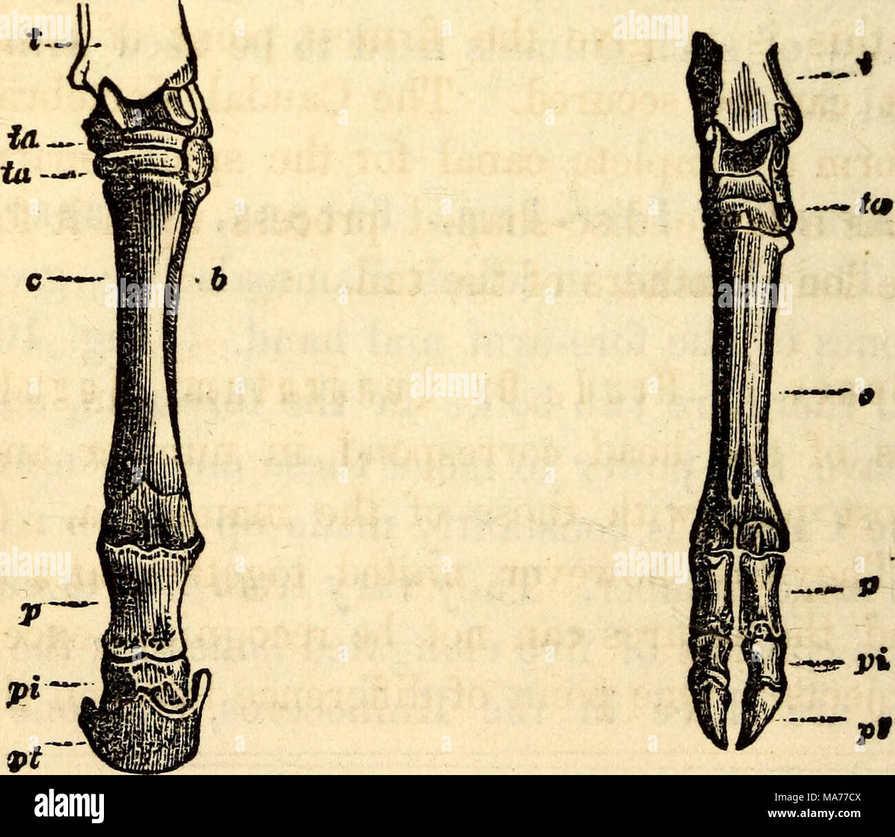 Horse foot anatomy hi-res stock photography and images - Alamy