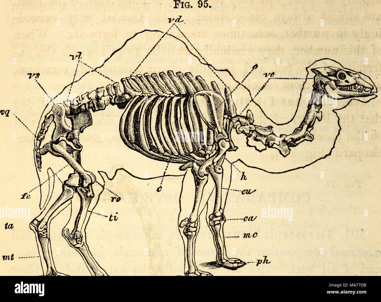 . Elementary anatomy and physiology : for colleges, academies, and other schools . Skeleton of the Camel. c. Cervical Vertebra*. «. d. Dorsal Vertebra. * h bar Vertebra*. 8. Sacral Vertebras. *. f. Caudal Vertebra, o. Scapula, h. I rus. c. Ribs. cu. Ulna. ca. Carpus, m. c. Metacarpus, ph. Phalanges, fe. b ro. Patella, ti. Tibia, fa. Tarsus, m, t. Metatarsus, cl. Clavicle. Fig. 96. Stock Photo
