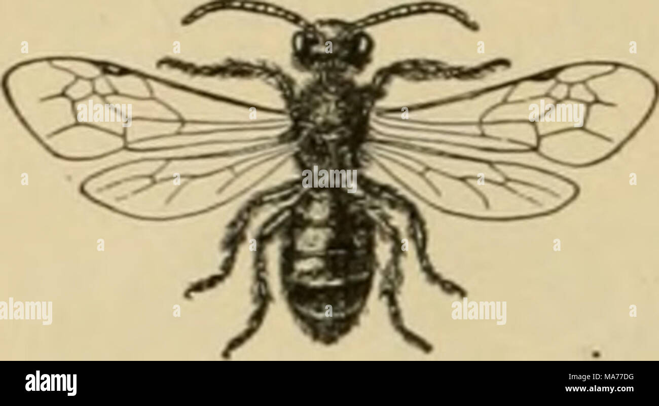 . Elementary entomology . Fig. 426. A common short-tongued bee (A/i- drena sp.). (Slightly enlarged) None of the short-tongued bees hve in colonies, and many of them make their nests in the ground, which has given them the name of &quot;mining bees.&quot; Their tunnels are usually branched, each branch terminating in a single cell, which is lined with a sort of glazing. After this cell is filled with nectar and pollen, the ^g^ is laid and the cell is then sealed up. Quite commonly, large numbers of these tunnels will be found near together, forming large villages. Some of the smaller forms min Stock Photo
