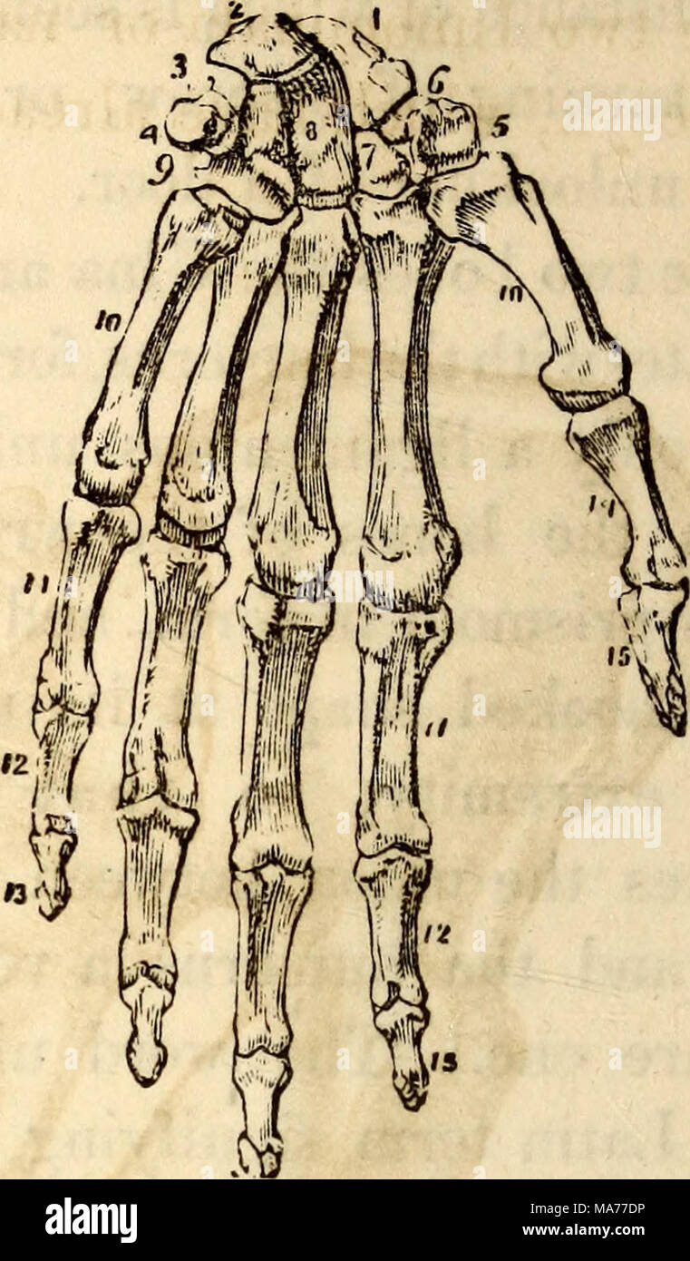 . Elementary anatomy and physiology : for colleges, academies, and other schools . An Anterior View of the Left Hand. 1, The Scaphoidcs. 2, The Lunare. 3, The Cuneiforms 4, The Pisiforme. 5, The Trapezium. 6, Groove for the Flexor Carpi Radialis Tendon. 7, The Trape- zoides. 8, The Magnum. 9, The Unci- forme. 10, 10, The Five Meta-Carpal Bones. 11, 11, First Row of Phalanges. 12, 12, Second Row of Phalanges. 13, 13, Third Row of Phalanges. 14. First Pha- lanx of the Thumb. 15, Last Thalanx of the Thumb. Cuneiform, and Pisiform. The second in the same order, the Trapezium, Trapezoid, Magnum, an Stock Photo