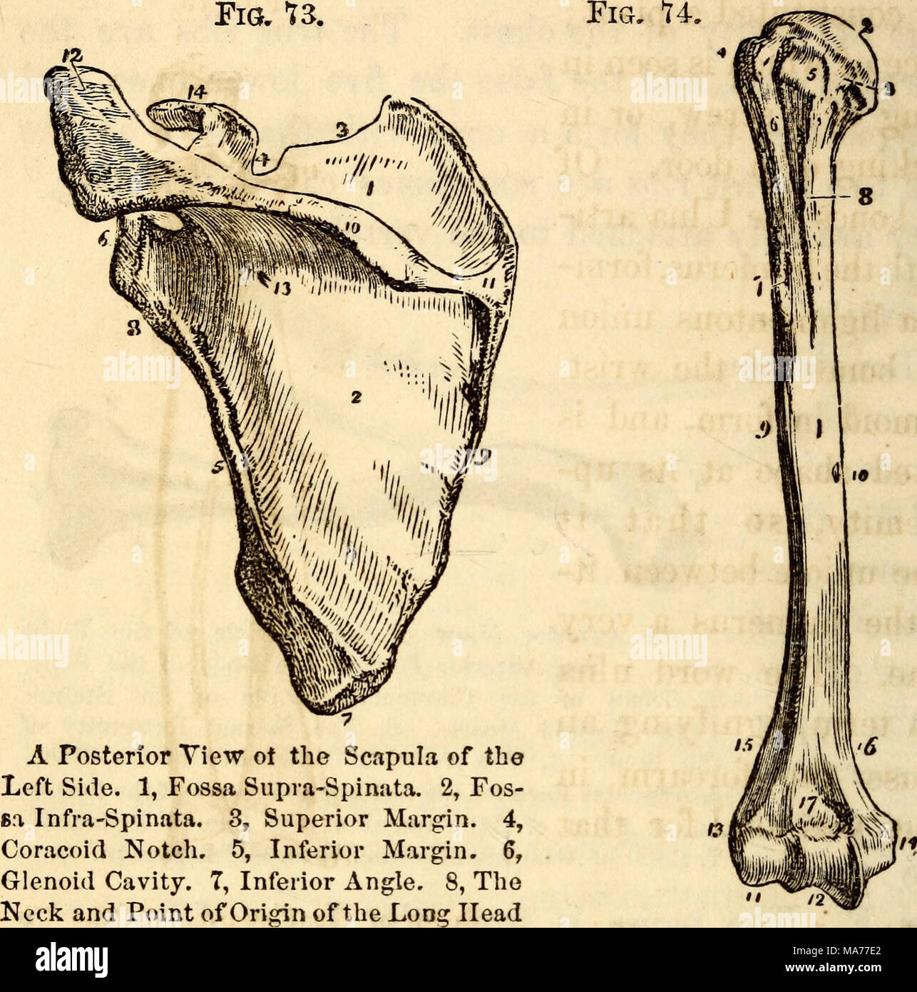 . Elementary anatomy and physiology : for colleges, academies, and other schools . of the Triceps Muscle. 9, Posterior, or An Anterior View of the Humerus of th« Vertebral Margin. 10, The Spine. 11, Eight Side. 1, The Shaft, or Diaphysis of Smooth Facet for the Trapezius Muscle. the Bone. 2, The Head. 3, Anatomical 12, Acromion Process. 13, Nutritious Fo- Neck. 4, Greater Tuberosity. 5, Lesser raraen. 14, Coracoid Process. 15, Part of Tuberosity. 6, The Bicipital Groove. 7, the Origin of the Deltoid Muscle. External Bicipital Eidge for the insertion of the Pectoralis Major. 8, Internal Bici- p Stock Photo