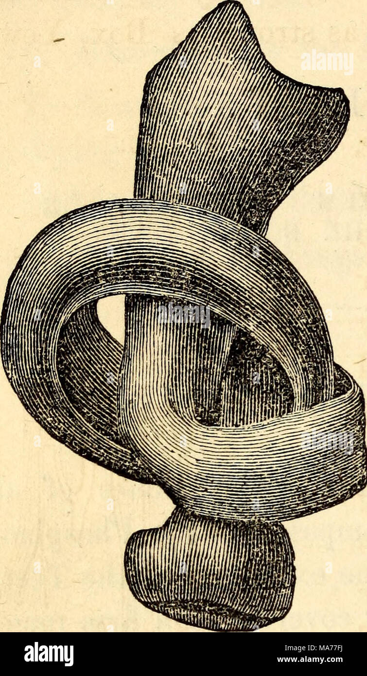 . Elementary anatomy and physiology : for colleges, academies, and other schools . Fig. 30. from Fig. 30, which is a human Fibula tied in a knot after hav- ing been immersed for some JA 82. Mechanical Construc- rv ' ; ; tion of Cones,—As a general law the extremities are the largest, and the bodies or shafts are smooth and of a uniform surface. They are in most ll^BHISPi^&amp;l cases so constructed as to give lXy the greatest strength and sup- port, and at the same time fur- nish as little weight as possible. Hence the long bones are most- ly hollow, or have an arched form, while the flat bone Stock Photo