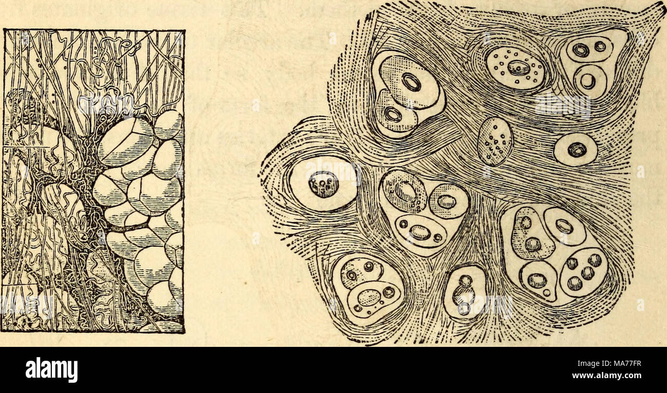 . Elementary anatomy and physiology : for colleges, academies, and other schools . 3. Cellular Tissues. 71. Fat and Cartilage.—These embrace the adipose tis- sues, Fig. 17, and the cartilaginous, Fig. 18. The first is the usual form of fat, wherever it occurs in the system. It retains the pure form of the primitive cells. In cartilage, also; these cells sometimes exist alone, but more frequently they are inter- woven with fibers, as seen by the figures. 4. Sclerous Tissues. 72. Bones and Teeth.—These constitute the bones and teeth, and are composed of an animal basis of fibers and cells ce- me Stock Photo