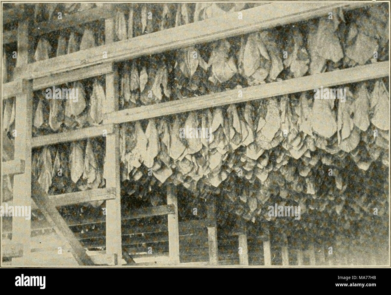 . Elementary agriculture . Courtesy of the Alabama Tobacco Company Fig ...