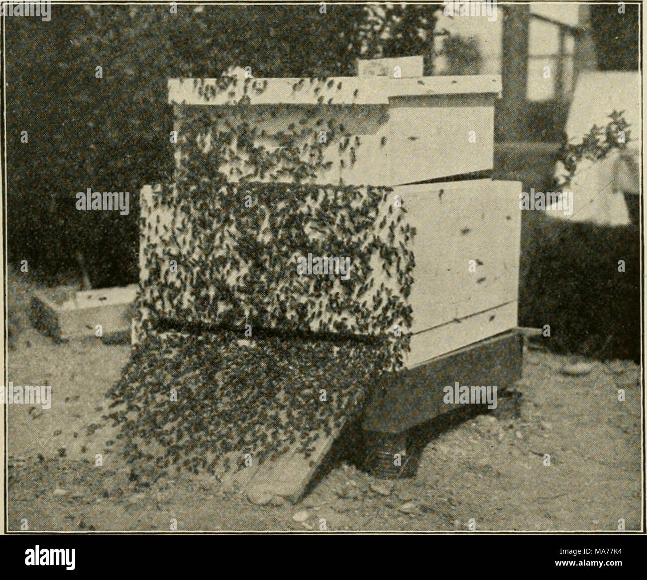 . Elementary agriculture . I -III ' s. ..f &quot;Bee Culture.&quot; :ri â linn, Ohio Fig. 46. A stand of bees near the swarming time. Stock Photo