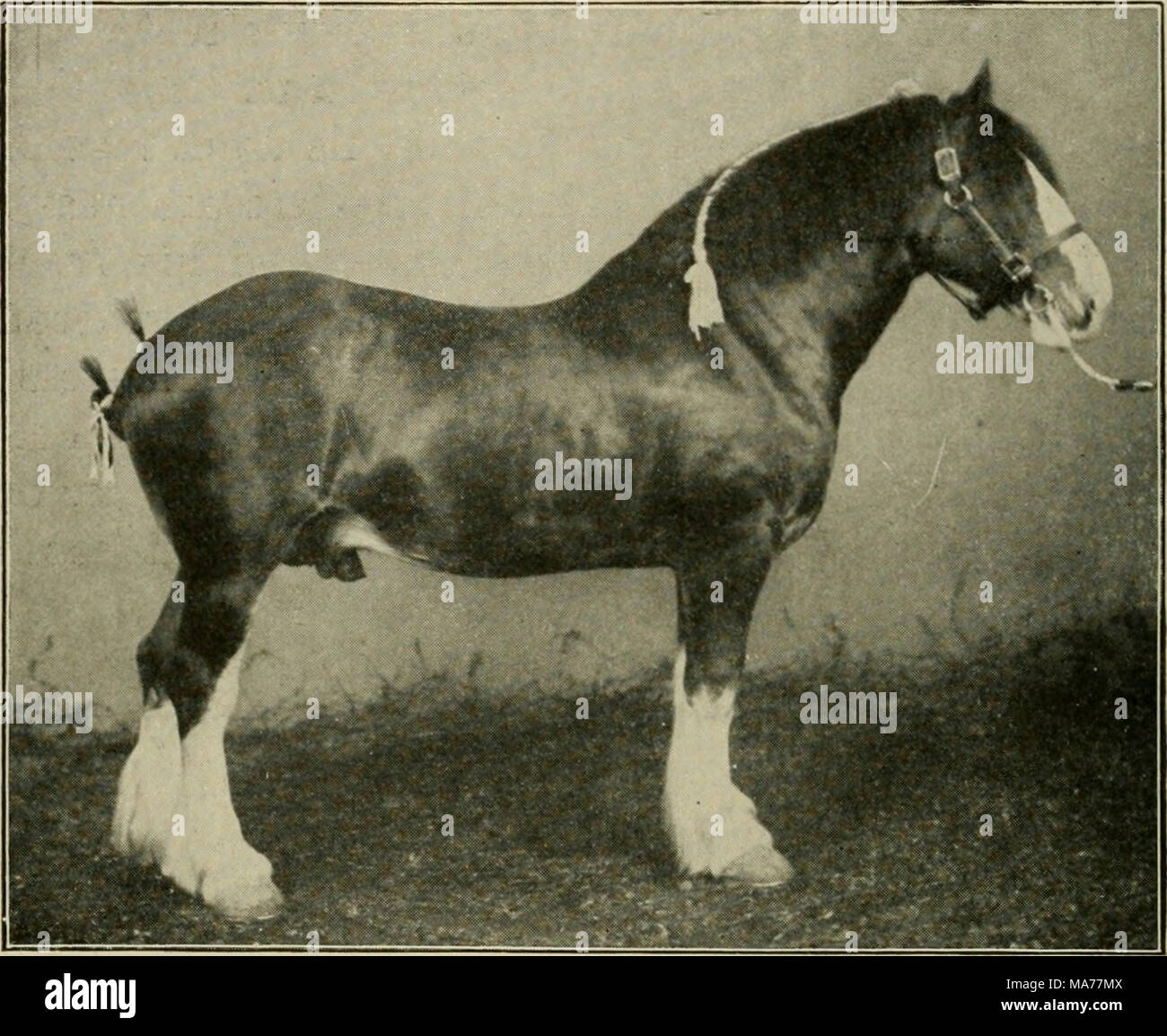 . Elementary agriculture . Fig. 5. A Clydesdale. help a horse pull