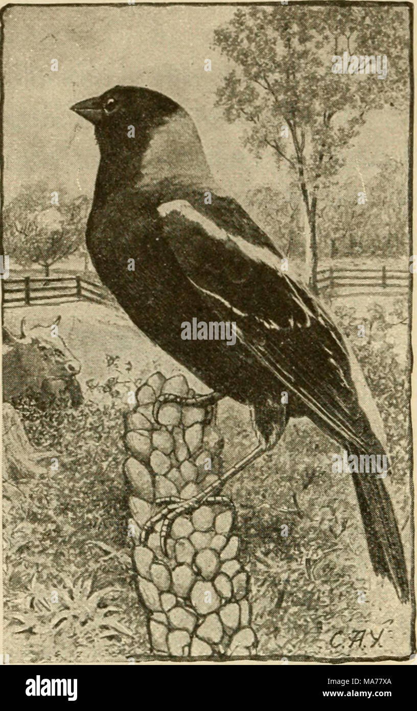 Bhoili Insect . Elementary agriculture . Fig. 49. The Boholinl-, an enemy of ...