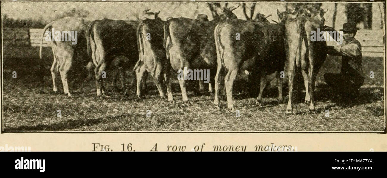. Elementary agriculture . A roiv of money makers Stock Photo Alamy