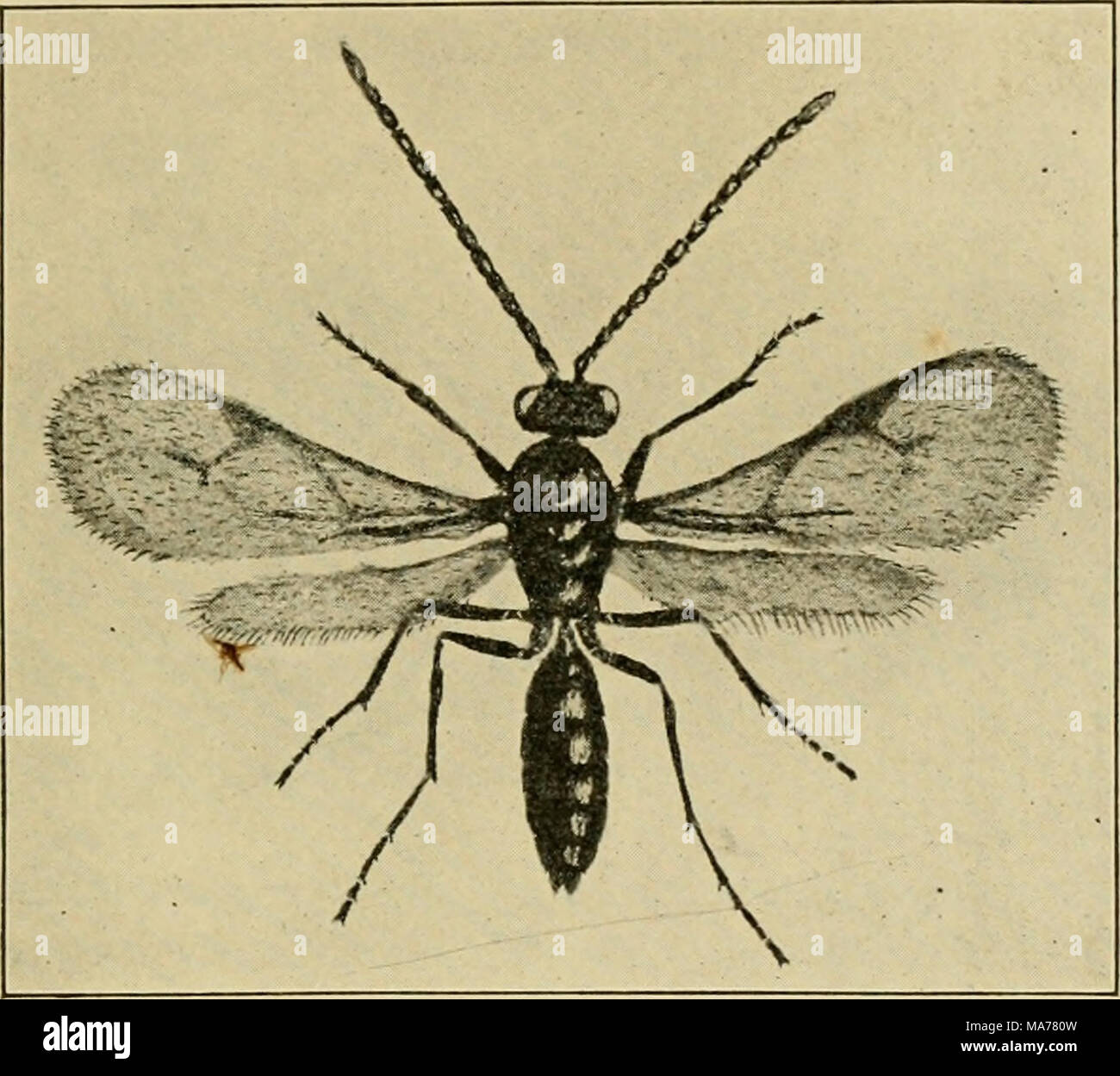 . Elementary entomology . P'iG. 396. Lysiphlebiis tritici, male, the wasplike parasite of the green-bug. (Very much enlarged) (After S. J. Hunter) which has been so destructive to grain in the southwest; this par- asite also attacks many other commonly injurious aphides. Larvae of the large green tobacco or tomato worm {PJilegethojituis qtiinqtte- maailata (Fig. 333) are frequently found covered with what appear to be small silken eggs. These are the cocoons of little braconids of the genus Apantcles which have devel- yg. 397. Lysiphlebus parasite in act of depositing oped within the cat- egg Stock Photo