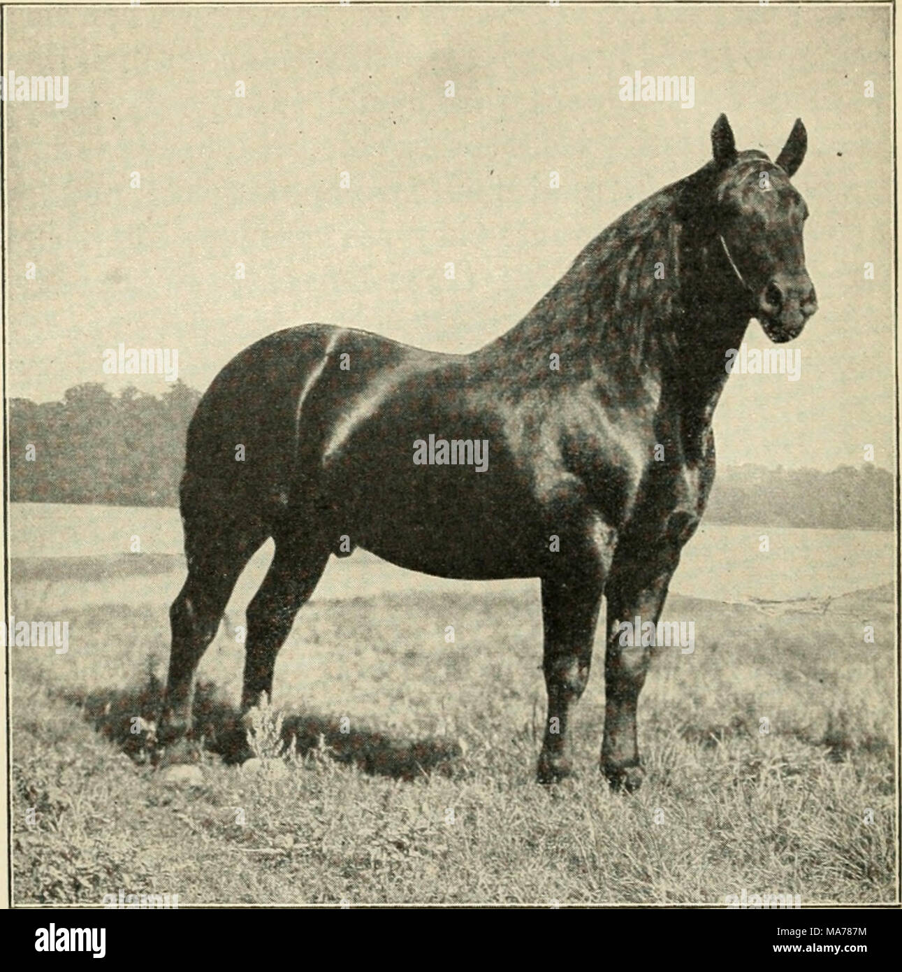 Stallion Fig Percheron Stallion High Resolution Stock Photography and Images - Alamy