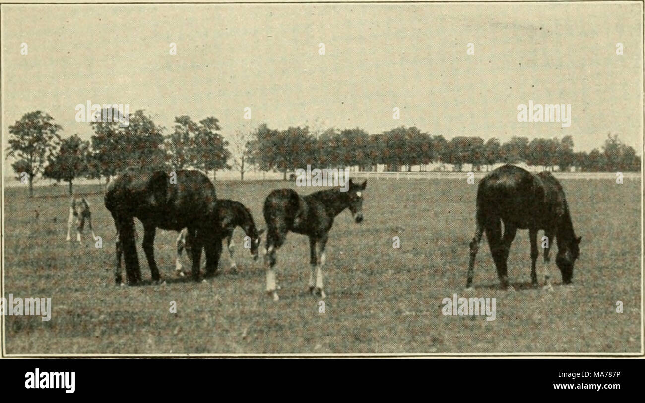 . Elementary agriculture . Fig. 7. Thoroufjlibrcd trotting mares and