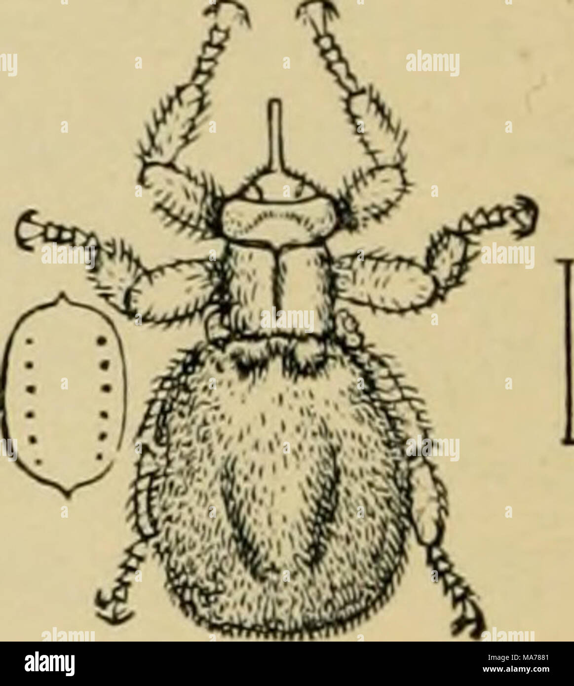 . Elementary entomology . Fig. 382. Sheep-tick {Melophagus ovinus) Stock Photo