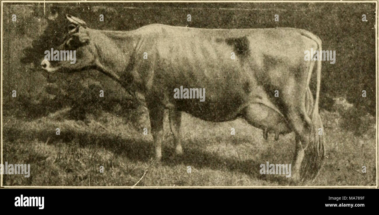 Elementary Agriculture With Practical Arithmetic Jersey Cow Cleanliness In The Dairy Cleanliness Is The Watch Word Of The Dairy This Cannot Be Too Strongly Stated Good Milk Pure Milk Sweet Milk