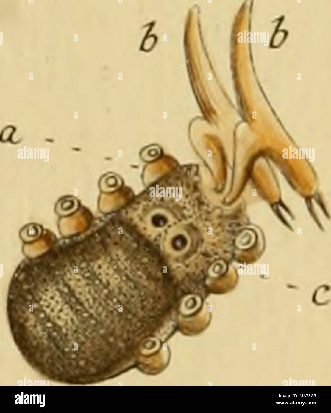 . Elementa entomologica : CXXXV tabulae aere excusae floridisque ...