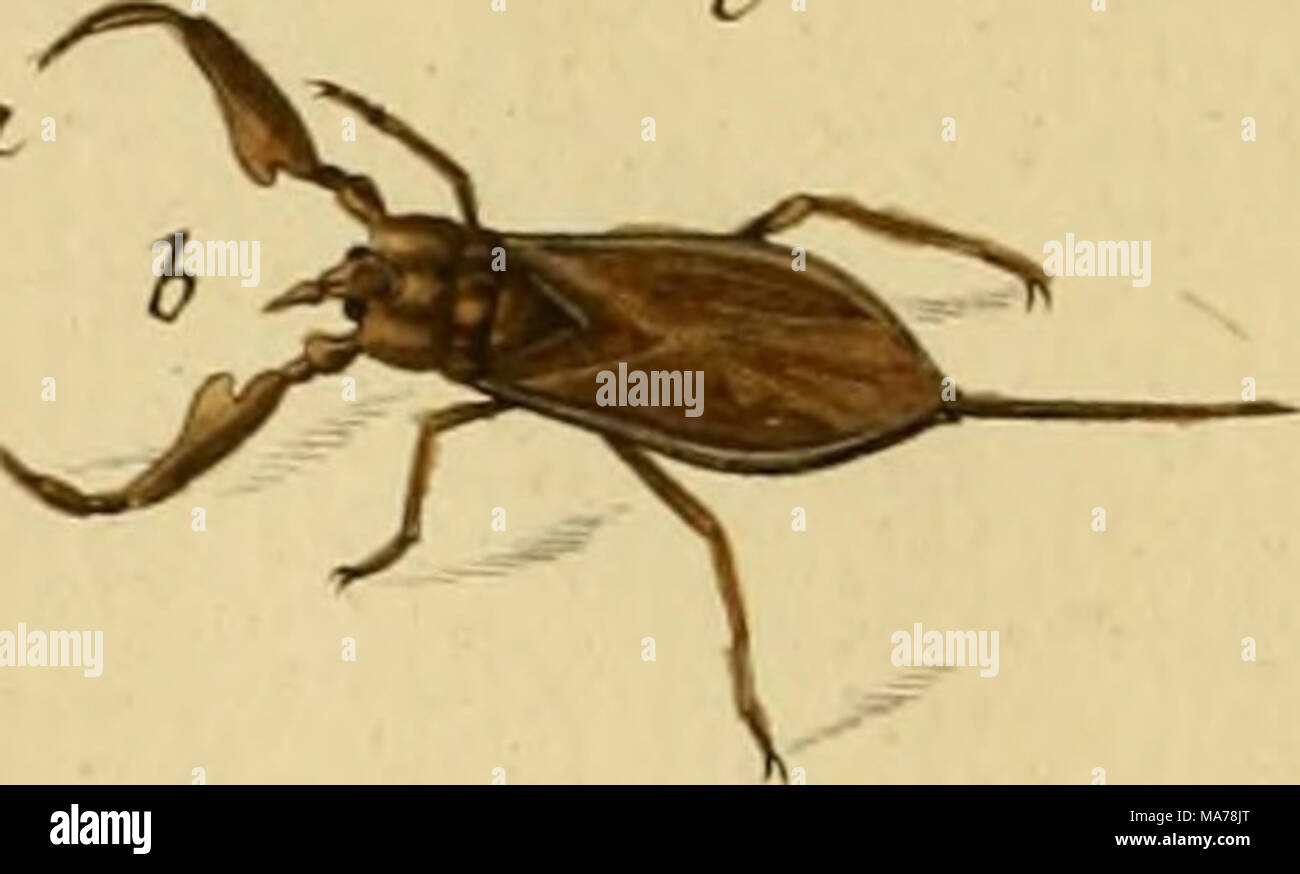 . Elementa entomologica : CXXXV tabulae aere excusae floridisque ...