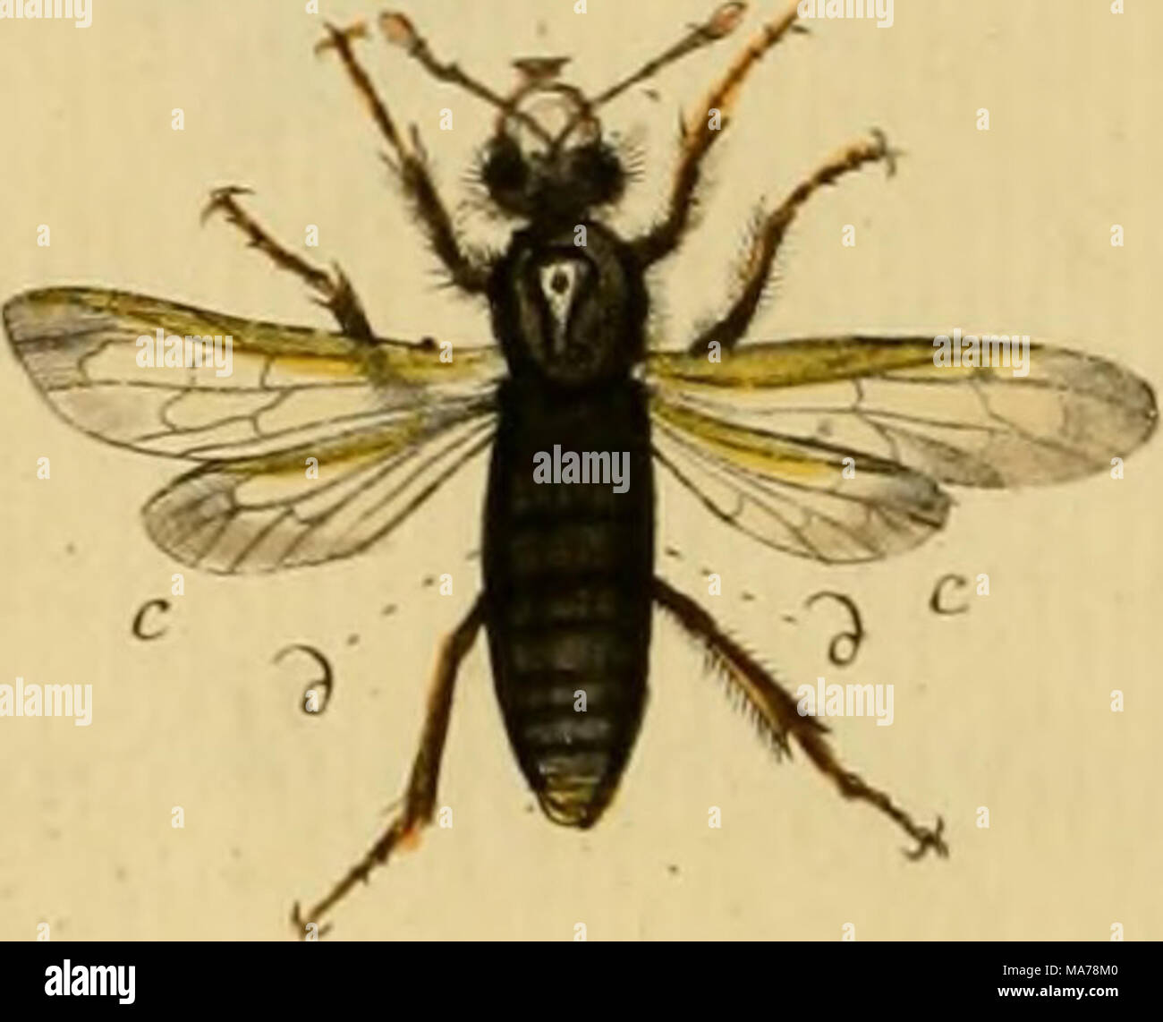 . Elementa entomologica : CXXXV tabulae aere excusae floridisque ...