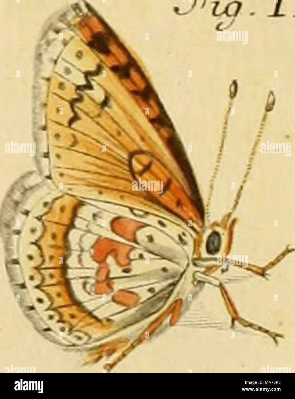 . Elementa entomologica : CXXXV tabulae aere excusae floridisque ...