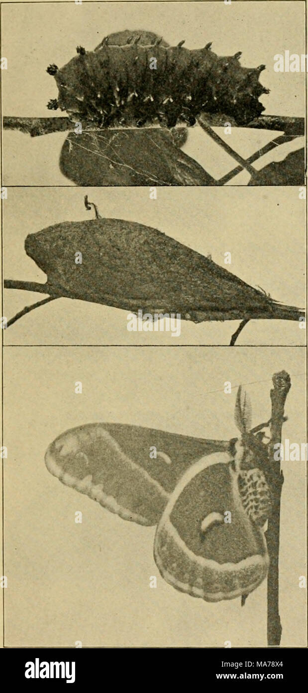 . Elementary entomology . Fig. 341. The cecropia moth {Samia cecropia), larva, cocoon, and moth at rest. (All reduced) (Photograph by A'eed) Stock Photo