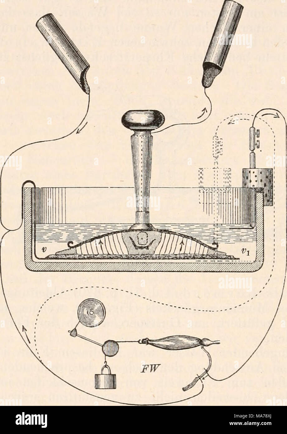 . Elektrophysiologie . Fig. 268. Schematische Darstellung der Ableitims: des Schlages von Torpedo. FW = Froschwecker. (Nach Du Bois-Reymond.) Stock Photo