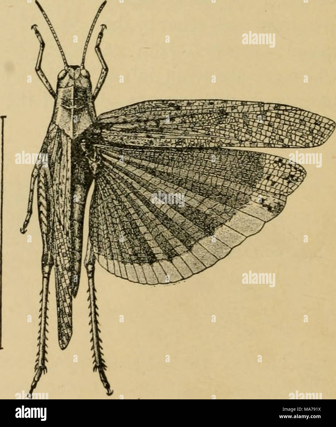 . Elementary entomology . Fig. 102. The Carolina locust {Dissosietra Carolina), female. (Slightly enlarged) (After Lugger) Stock Photo
