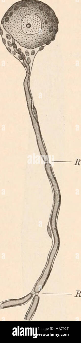 Elektrophysiologie Fig 158 Nervenzelle Mit Sich Theilendem Fortsatz Aus Einem Spinalganglion Des Kaninchens Nach S C H I E F F E R D E Ek E R Stock Photo Alamy