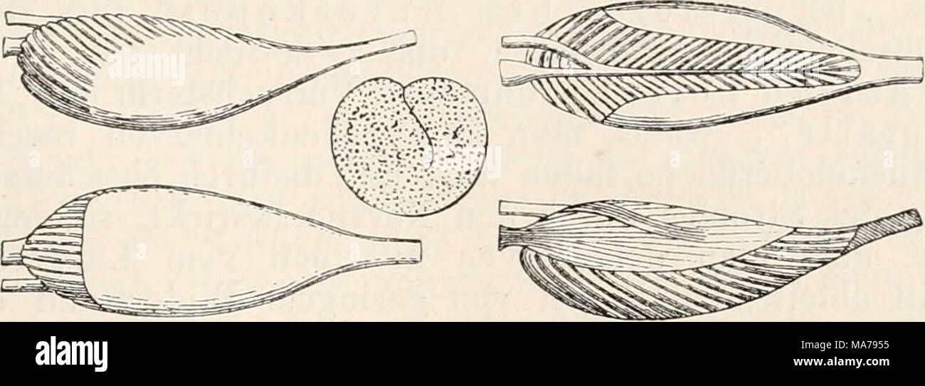 . Elektrophysiologie . Fig. 104. Schema des Gastrocnemius-Baues. (Nach Du Bois-Reymond.) Stock Photo