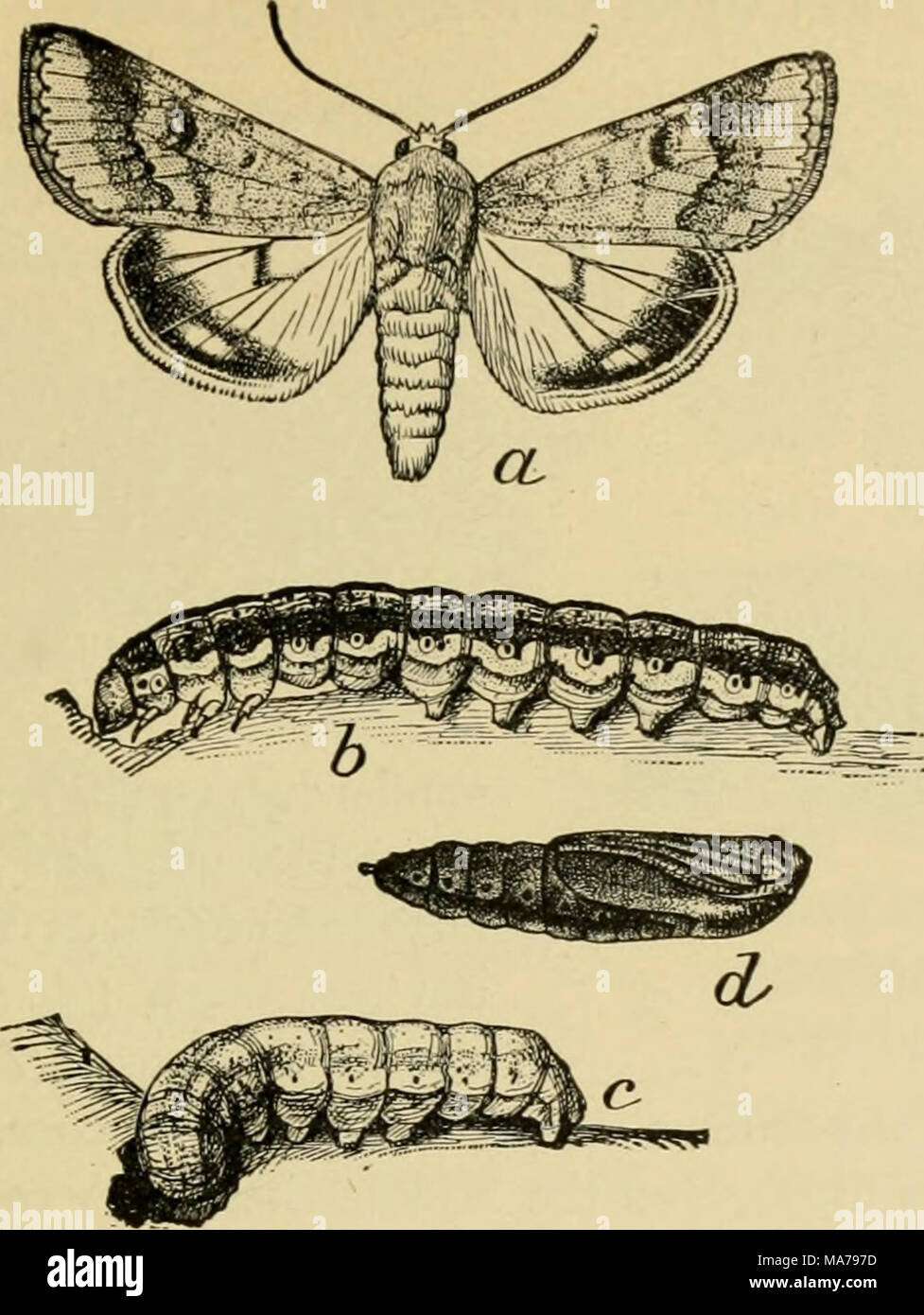 Corn Earworm Life Cycle