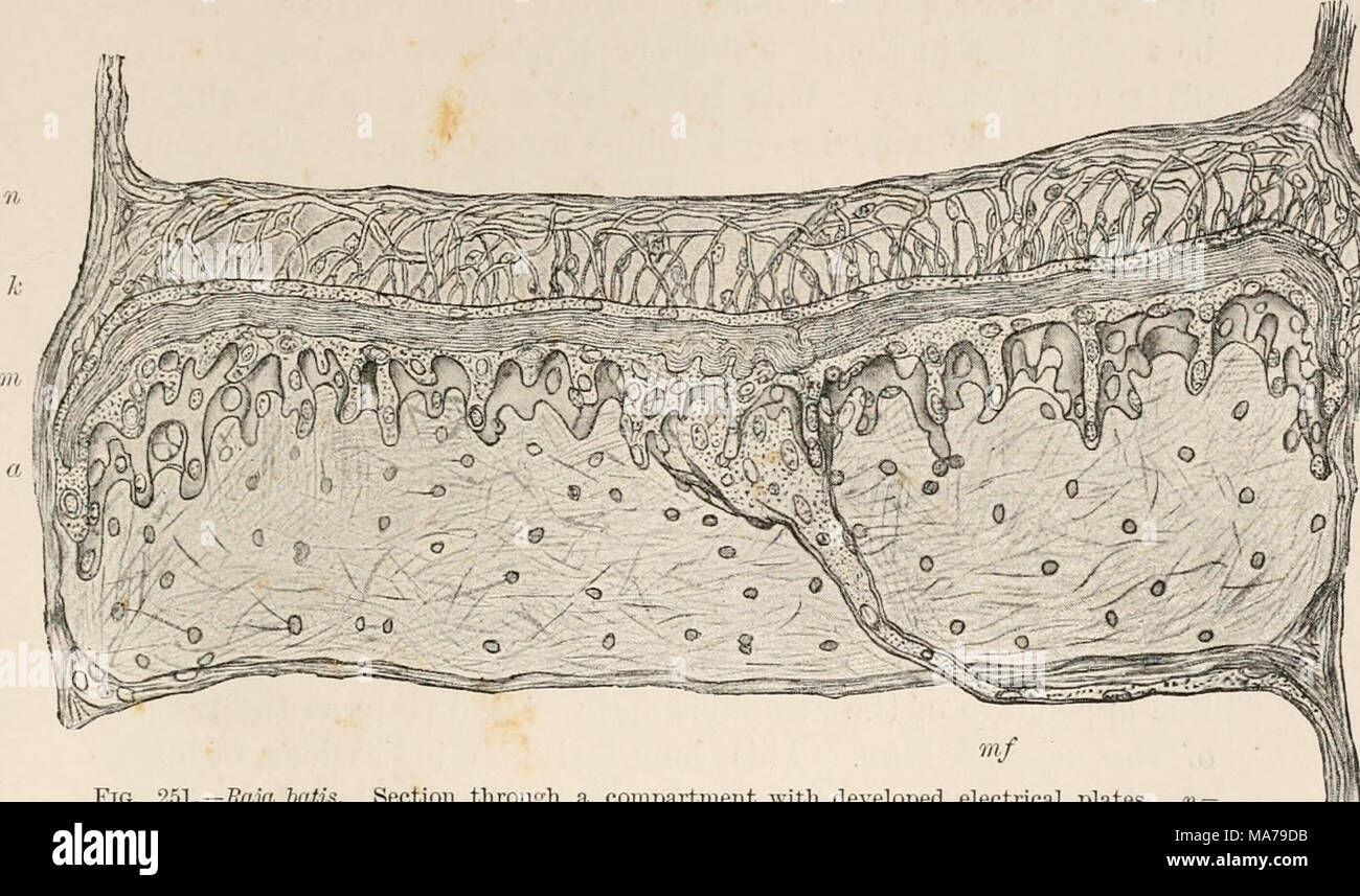 . Electro-physiology . FIG. 251.— Raja batis. Section through a compartment with developed electrical plates. n = nervous layer; fc=nucleated layer; «i=layer; a=alveolar layer; m/= remains of muscle- fibre (stalk of plate). (Ewart.) substance, even in the fully-developed animal. Between this, the phylogenetically lowest, to the highest forms, which are dis- tinguished by a complicated meandering course (R. circularis, latis), there is every possible transition. As has been said, each single plate of Raja latis consists, apart from the surrounding connective tissue and ingoing nerves and vessel Stock Photo