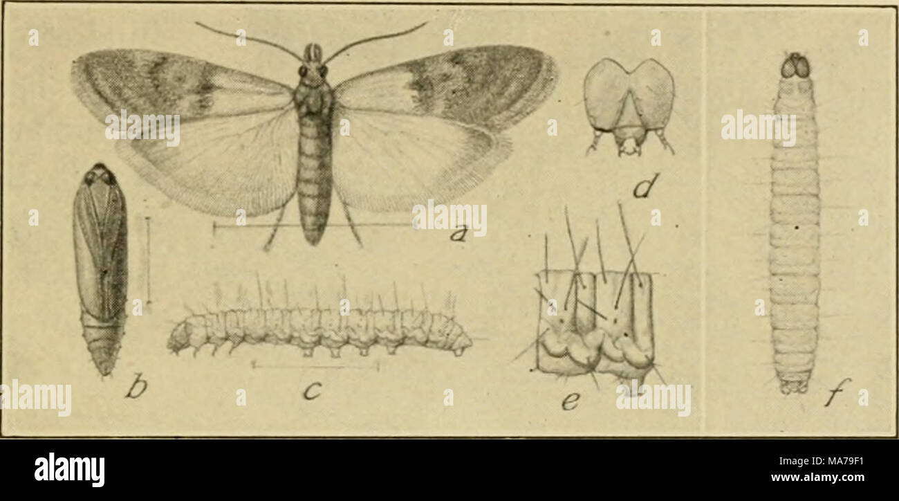 Elementary entomology . Fig. 295. The Indian-meal moth (F/odia  interpunctella). (Enlarged) (7, moth; /', pupa; r,/, caterpillar; d, head;  e, first abdominal segment of same. (After Chittenden, United States  Department of