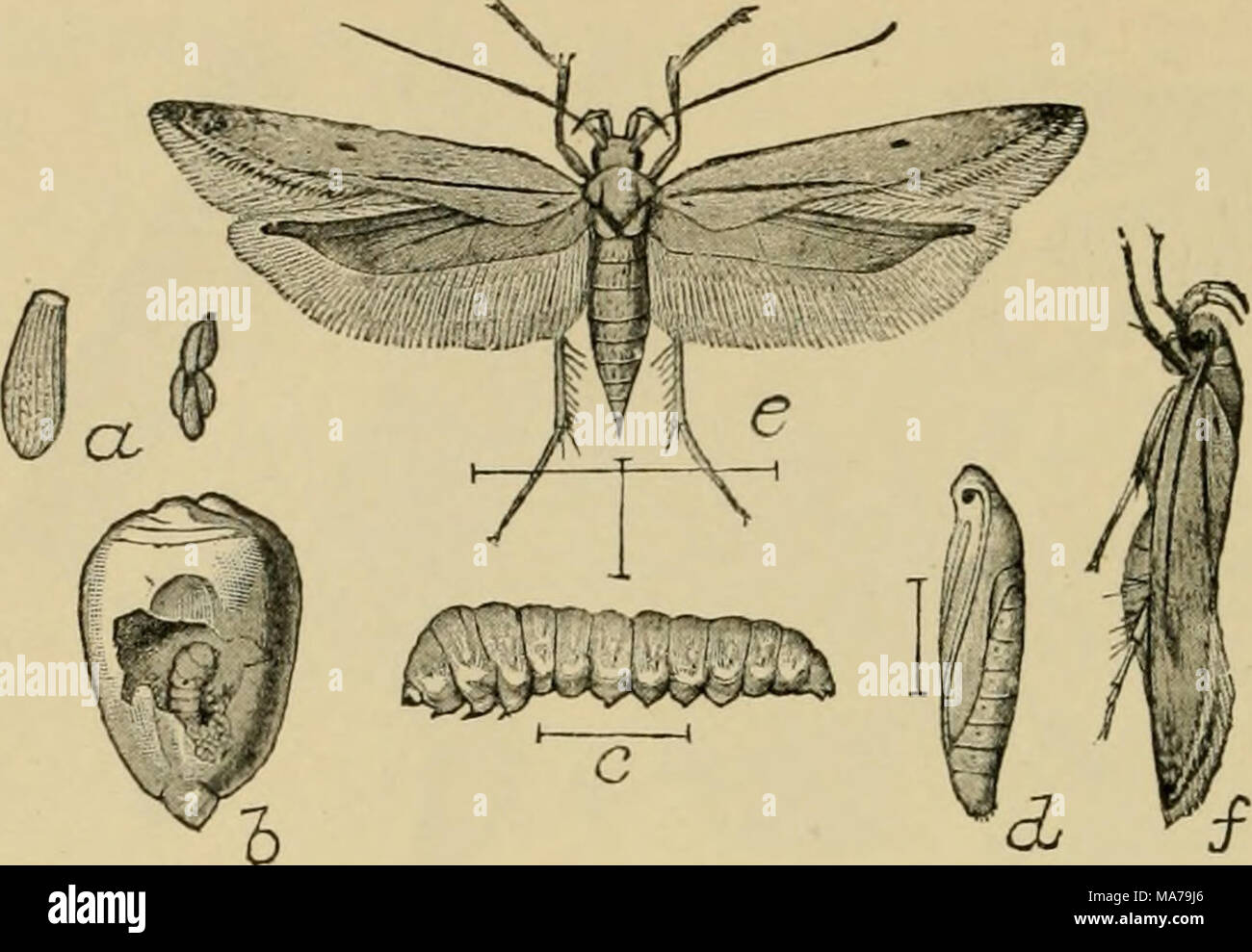 . Elementary entomology . Fig. 288. The angumois grain-moth [Sitotroga cerealella 01.). (Enlarged) rt, eggs ; b, larva at work ; f, larva ; d, pupa ; ^, /&quot;, moth. (After Chittenden, United States Department of Agriculture) from the shapes of the cases. Nearly related to them are the little clothes moths, the plague of every housekeeper, which feed on woolens, furs, etc. There are several species: one makes a case of bits of food fastened to- gether with silk, another builds a tube, and a third feeds unprotected. The more common forms are of a brown color and may be distin- guished from ot Stock Photo