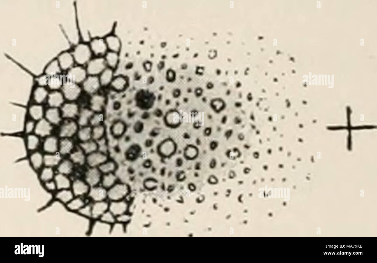 . Electro-physiology . FIG. 97.—Actinosphcerium cichorne. Polar effects of excitation with passage of a constant electrical current. (Venvorn.) this same protoplasm forms part of the bristle-shaped pseudopodia which stand out from the body in all directions, and exhibit a characteristic differentiation of structure—an &quot; axial ray &quot; of firmer consistence covered by the somewhat fluid protoplasm like a rind. The contraction phenomena described by Ivtihne manifest them- selves in a constant manner to a given mode of excitation. &quot; In consequence of stimulation the axial ray of a pse Stock Photo