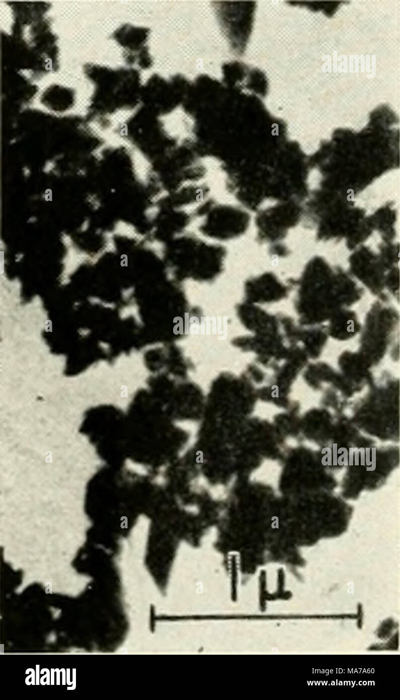 . Electron microscopy; proceedings of the Stockholm Conference, September, 1956 . Fig. 1 (left). P:l, P;2 and P:3—diflerent size fractions of the same sample of 99 &quot;o a-quartz. Toxicity: Acute toxicity in mg per 30 g mouse by fractioned intravenous injection ad modum Dale and King (1953). Excretion: Urinary excretion after intraperitoneal injection during first five days in per cent of injected amount. A: Average particle size. Histograms: Particle size distribution. Electron micrographs: The different particle samples, see text. Fig. 2 (right). P:61, Aerosil, Gold- und Silberwerke. P:55, Stock Photo