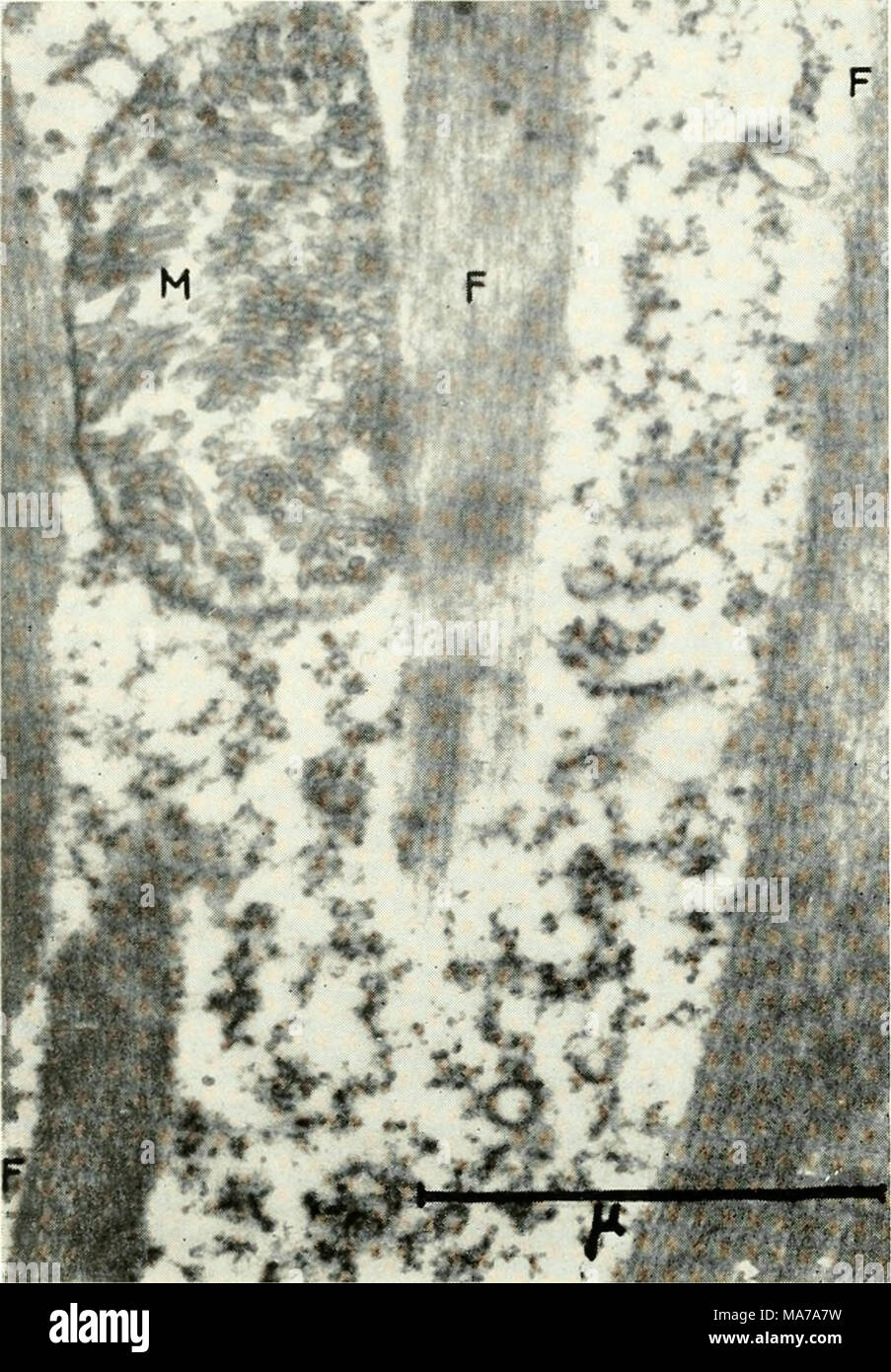 . Electron microscopy; proceedings of the Stockholm Conference, September, 1956 . Fig. 5. Fruntonia marina. Longitudinal section of some plia- ryngeal proteic fibres (F). M, mitochondria. Magnification X 34,000. By their structure and their position, these fibres are readily comparable to those which form the pharyngeal basket of Nassula. This fact should be remembered if one wishes to study the comparative morphology and evolution of the Ciliates. We have elsewhere described similar fibres found around the buccal infundibulum of the peritrichous Ciliates (5). From the cytological point of vie Stock Photo