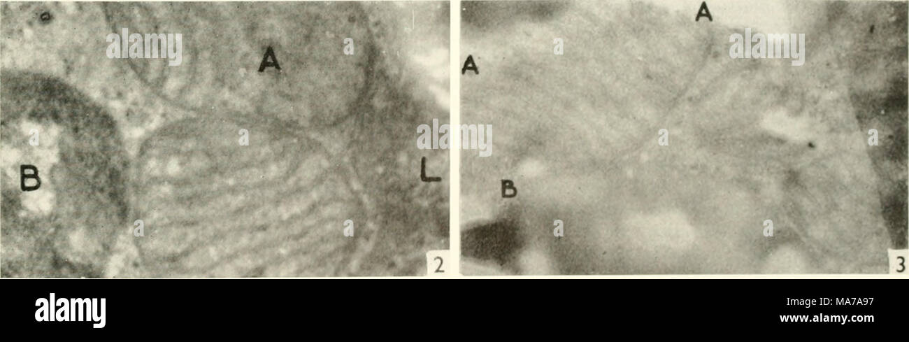 . Electron microscopy; proceedings of the Stockholm Conference, September, 1956 . Fig. 2. The mitochondrion (A) contains both cristae and vesicles. The body (B) contains intensely osmiophile vesicles and is intermediate in appearance between the mitochondrion (A) and the lipid droplet (L). Note vesicular components in lipid droplet (see fig. 4). Magnification 47,000. Fig. 3. The mitochondrion shown is freely open to lipid drops along the line A-A and at B. Magnification 47,000. Stock Photo