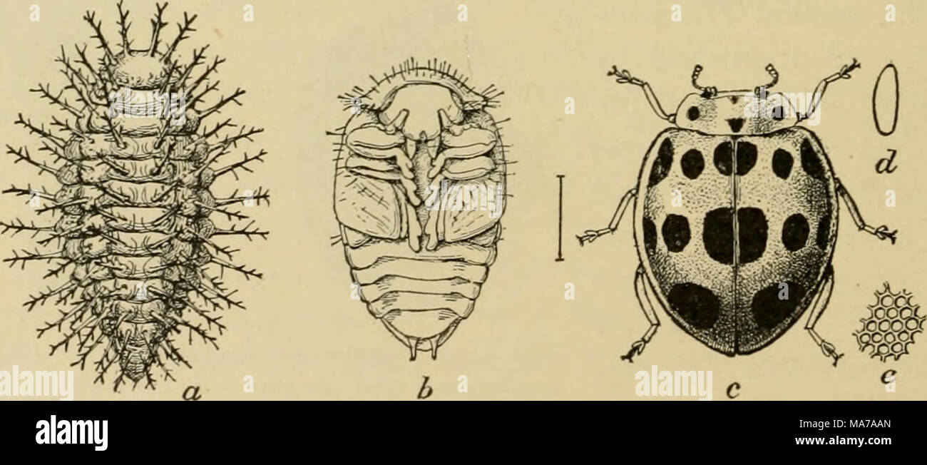 . Elementary entomology . Fig. 242. The squash ladybirdbeetle (7