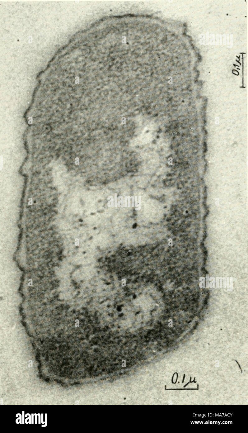 . Electron microscopy; proceedings of the Stockholm Conference, September, 1956 . Fig. 1. Electron micrograph of an ultra-thin longitudinal section from Escherichia coli (three hours culture). Magnifi- cation 90,000. scopic investigations, reveal a structure deviating from that of higher organisms. In our opinion the idea drawn from what was seen in uUrathin sections and light-microscopical investigations, i.e. that bac- teria contain true nuclei with chromosomes, is pre- mature, especially when taking into consideration that even the results concerning the fine structure of chromosomes in hig Stock Photo
