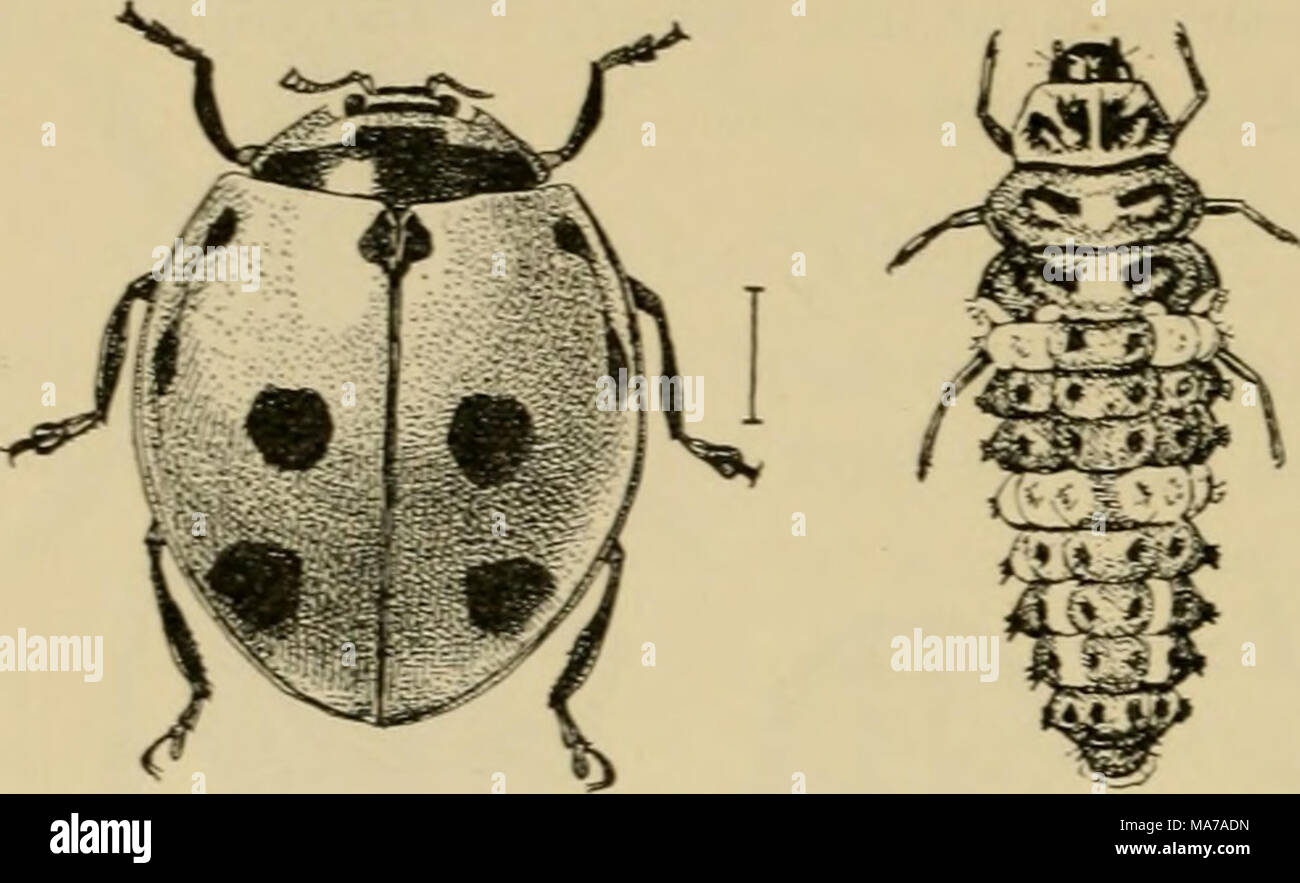 Nine spotted ladybird beetle hi-res stock photography and images - Alamy