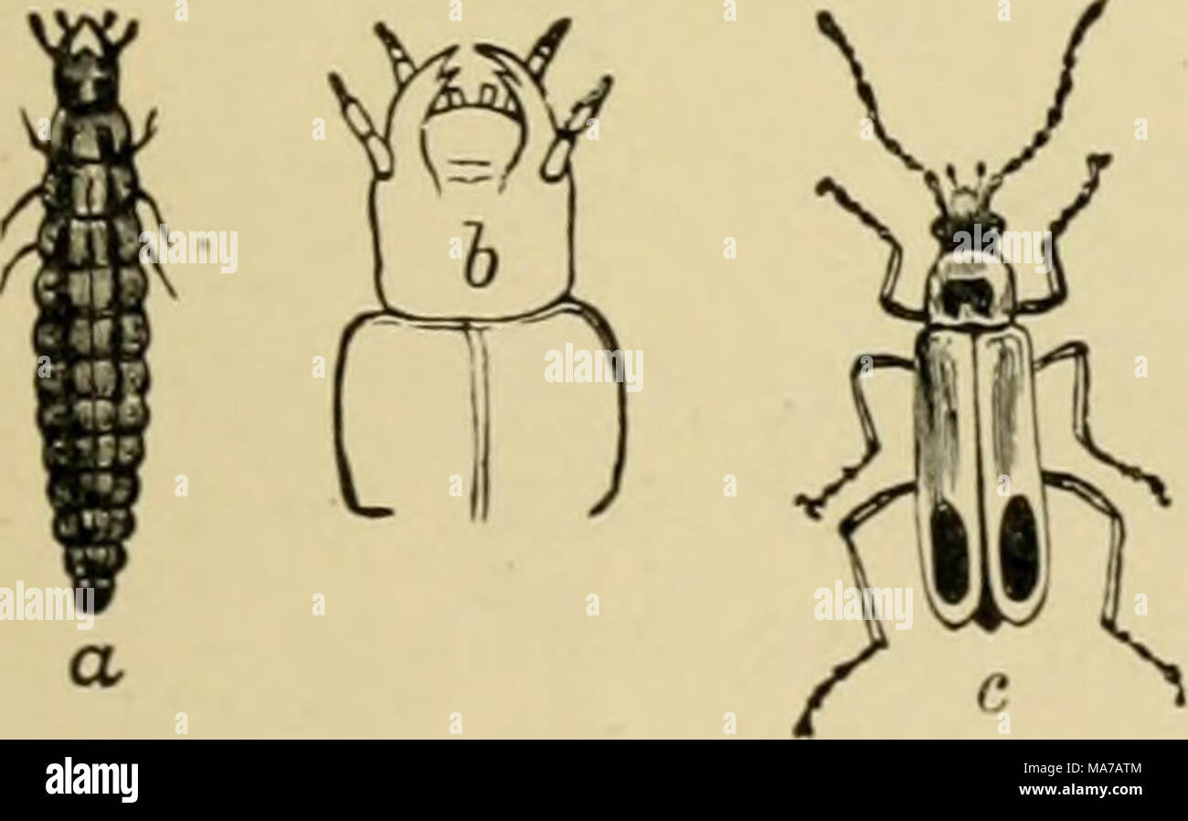 Soldier Beetle Life Cycle