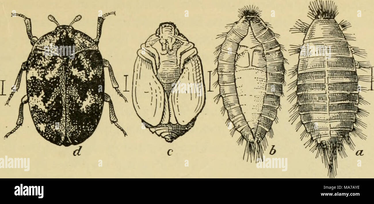 . Elementary entomology . Fig. 204. The carpet-beetle, or buffalo-moth. (Enlarged) a, larva ; /', pupa in lar-al skin ; f, pupa from below ; d, adult. (After Kiley) Stock Photo