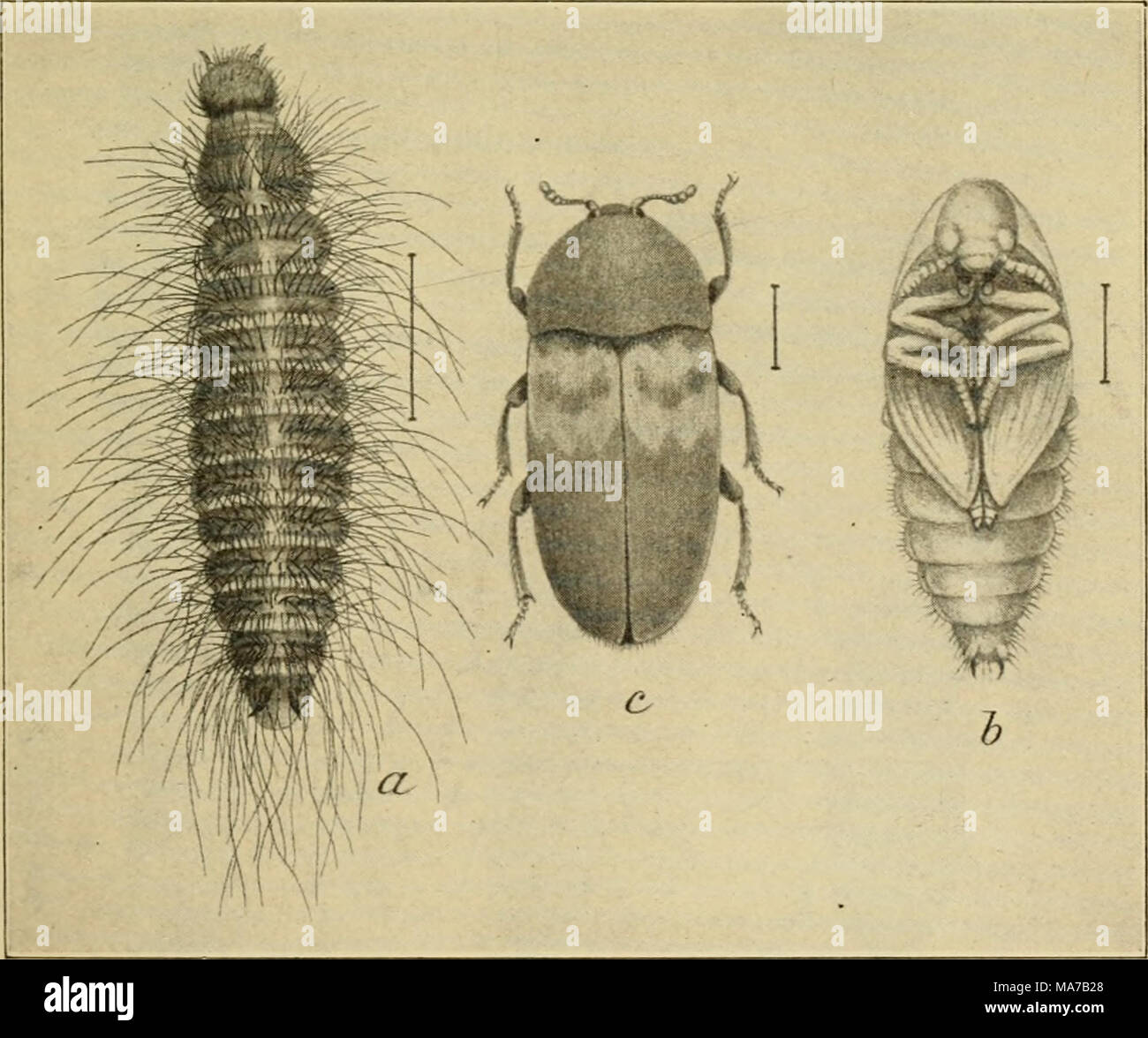 . Elementary entomology . Fig. 205. The larderbeetle. (Enlarged) a