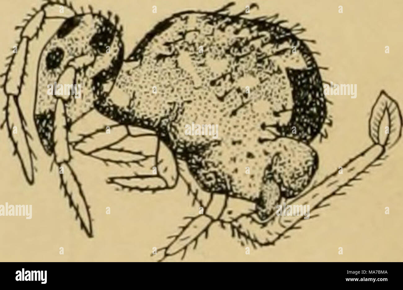 . Elementary entomology . Fig. 89. The pond-sur- face springtail (^Smyn ...