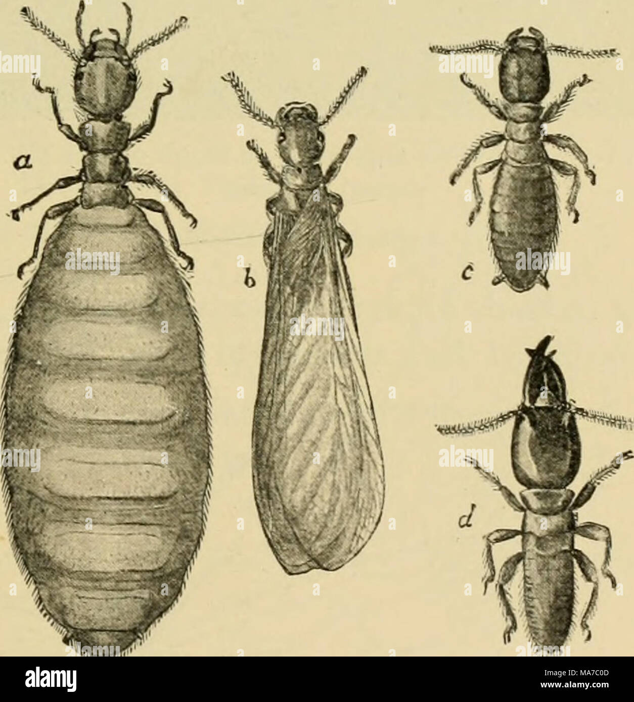Karl Jordan Insect Jordan insects hi-res stock photography and images - Alamy