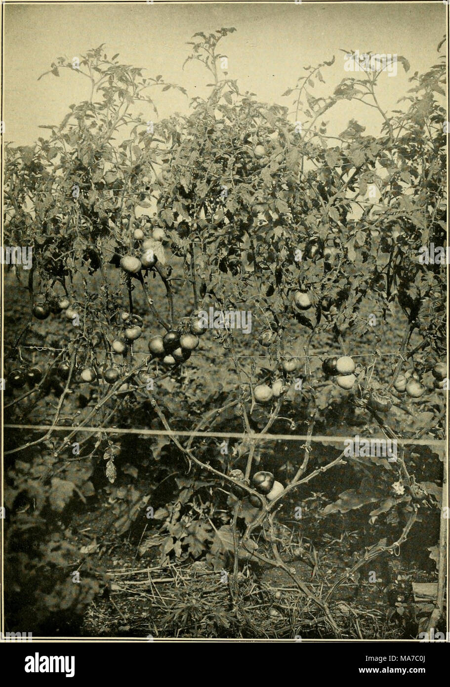 Método de cultivo hi-res stock photography and images - Alamy