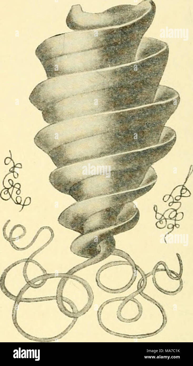Ciliated cells hires stock photography and images Alamy