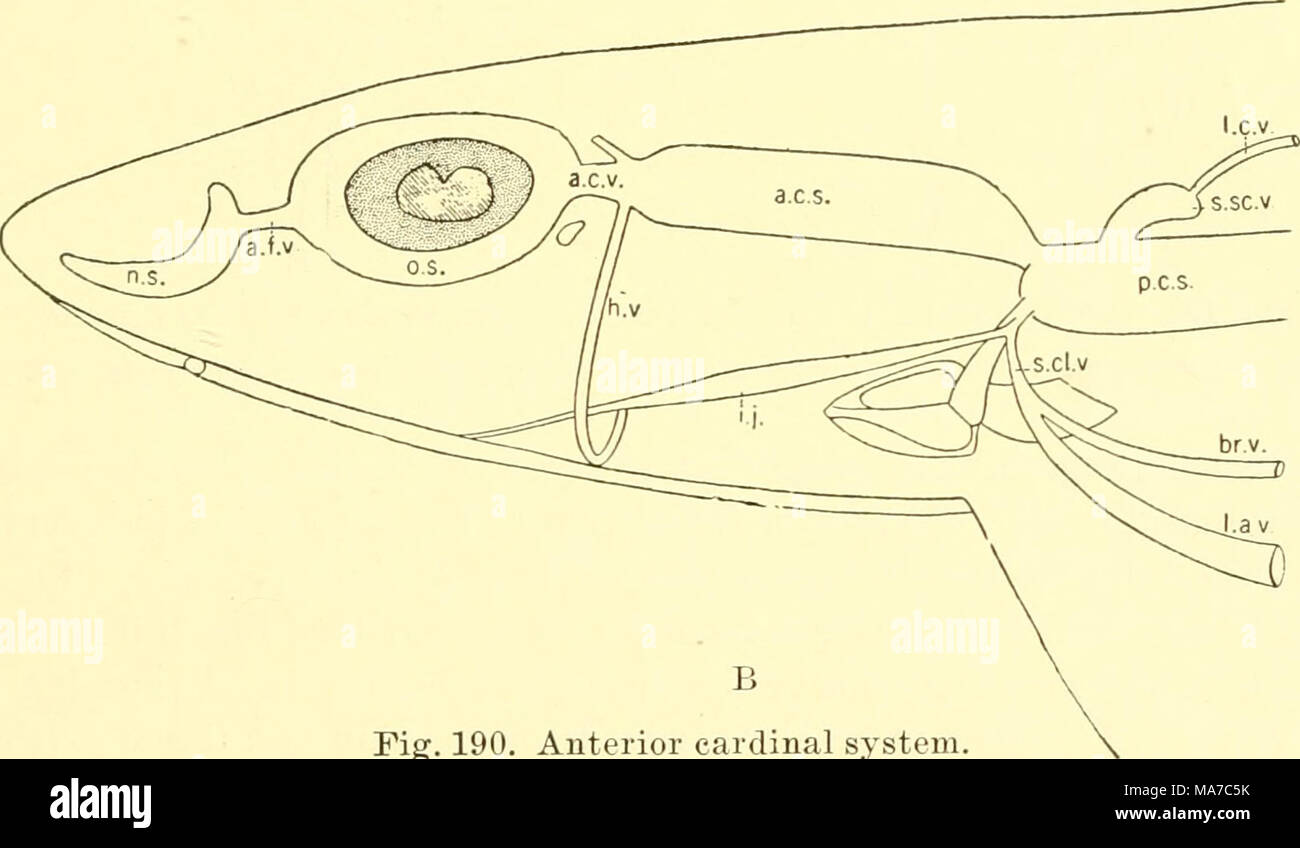 The Elasmobranch Fishes Fig 190 Anterior Cardinal System A Mustelus From T J Parker B Scyllium From O Donoghue A C S Anterior Cardinal Sinus A C V Anterior Cardinal Vein A F V Anterior Facial Vein Tr V