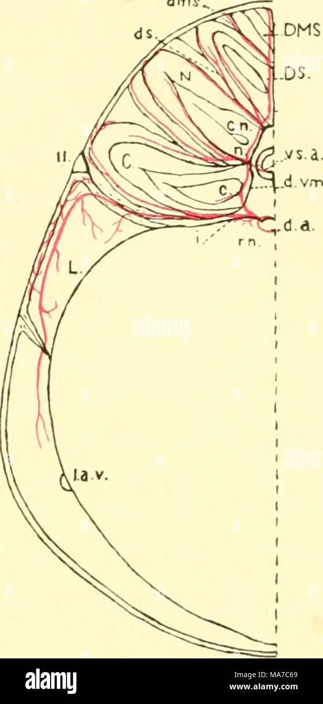 . The elasmobranch fishes . Fig. 180. Transverse section through trunk region, Squalus sucklU, showing branches of a segmental artery, (From Coles.) C, central muscle bundle; c, artery to central bundle; d.a., dorsal aorta; DMS., dor- somedial septal bundle of muscles; dms., dorsomedial septal artery; DS., dorsal sep- tal bundle; ds., dorsal septal artery; d.vm., dorsal verte- bromuscular artery; i., inter- costal artery; L., lateral bundle; Ja.v., lateral abdomi- nal vein; U., lateral line; N., neural muscle bundle; n., ar- tery to neural buiidle; rn., renal artery; vs.a., vertebro- spinal ar Stock Photo
