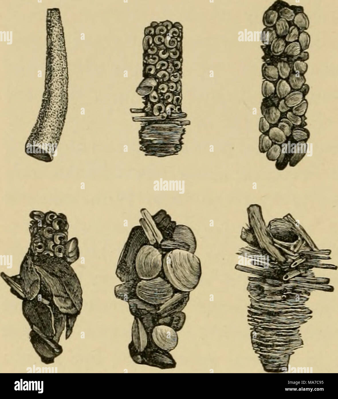 . Elementary entomology . to both the neuropterous insects and the ...