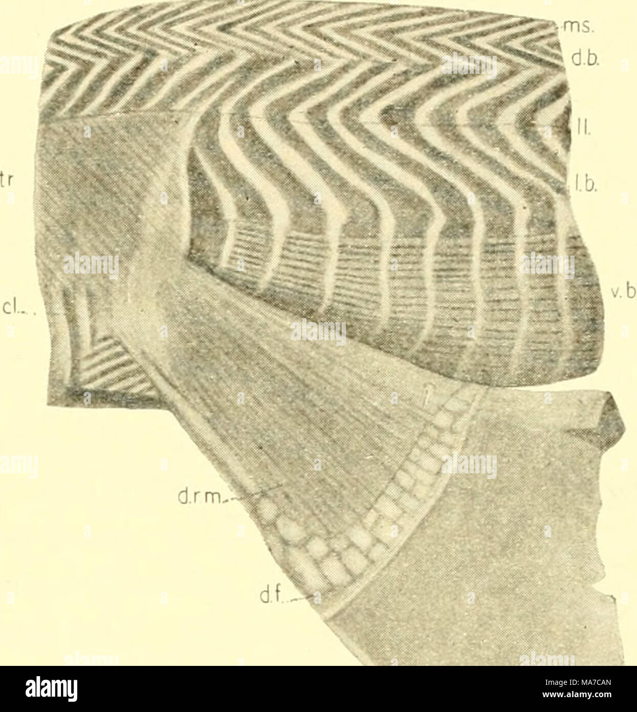 . The elasmobranch fishes . Fig. 90. Lateral view of body musculature in pectoral region, Heptanchtts maculatus. (Evelyn Forsytlie, orig.) cl., gill cleft; d.l)., dorsal bundle; d.f., dermal fin-rays; d.r.m., dorsal radial muscles of pectoral fin ; /.&amp;., lateral bundle; II., lateral line; ms., myo- septum; tr., trapezius muscle; v.h., ventral me- dian muscle. [89] Stock Photo