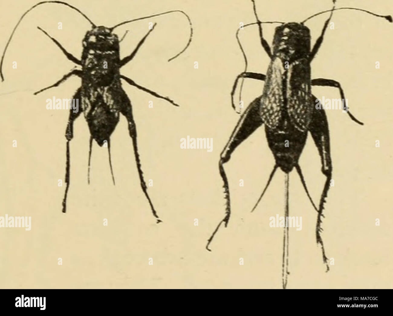 Elementary Entomology Fig 107 The Black Cricket Male And Female After J B Smith Stock Photo Alamy